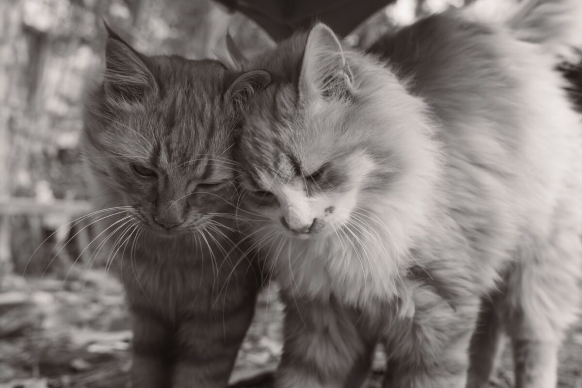 mewgenics ps date erreurs fréquentes éviter