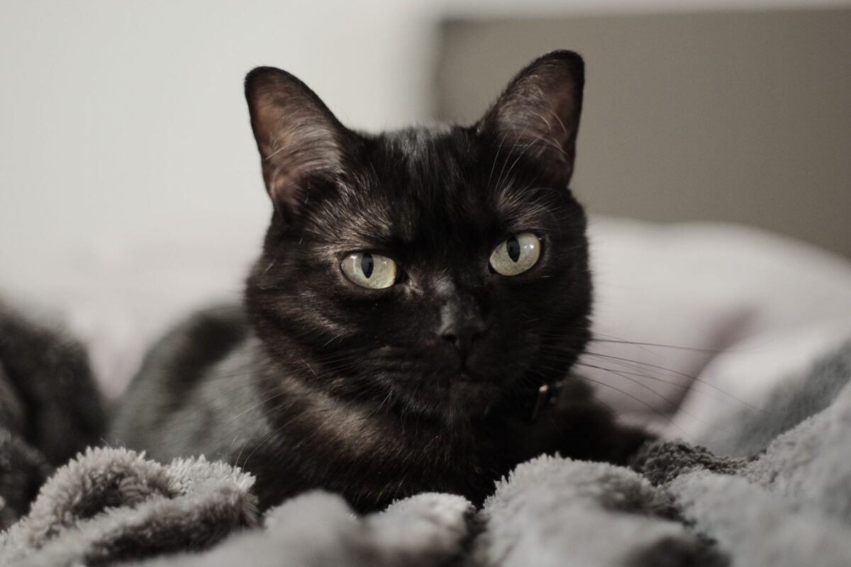 mewgenics ps date arrivée paraît