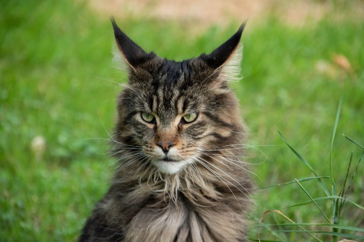 arc raiders bobcat tendances récentes confirment