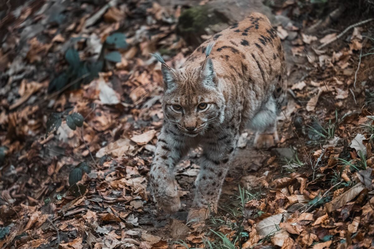 arc raiders bobcat stats comptent optimiser